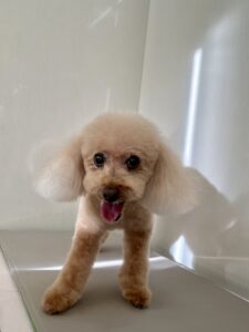 ラムちゃんのトリミング写真