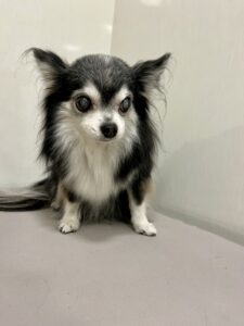 ハチくんのトリミング写真