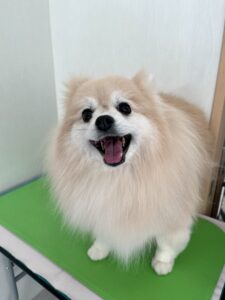 麦(むぎ)ちゃんのトリミング写真