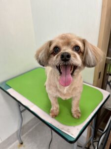 チョコくんのトリミング写真