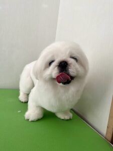 ペキコちゃんのトリミング写真