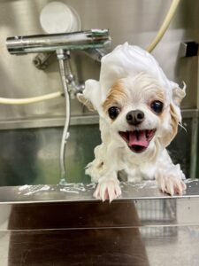 すみれちゃんのトリミング写真