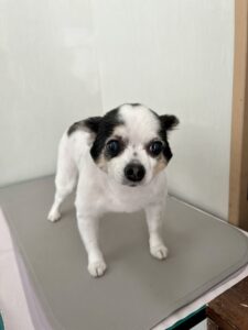 １月１４日のわんこたちの写真