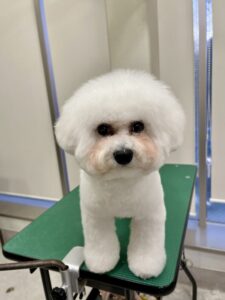 マメちゃんのトリミング写真