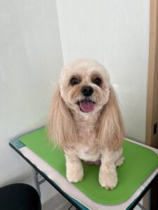 １月１６日のわんこたちの写真