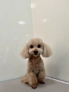 ぼうやくんのトリミング写真