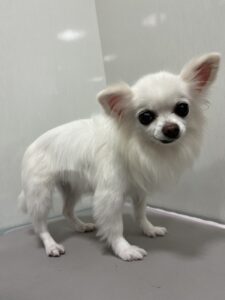 福(ふく)ちゃんのトリミング写真