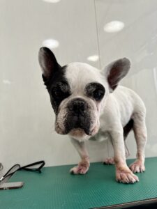 １月２１日のわんこたちの写真