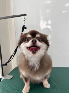 琥珀(こはく)くんのトリミング写真