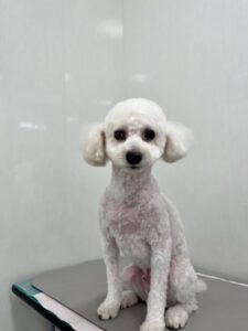 コタロウくんのトリミング写真