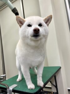 月(つき)ちゃんのトリミング写真