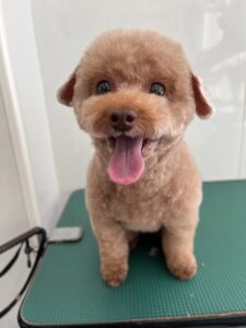 プティちゃんのトリミング写真
