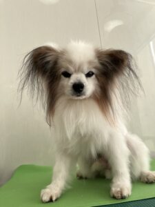 ライムくんのトリミング写真