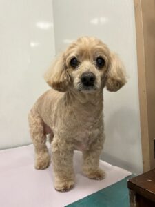 クレアちゃんのトリミング写真