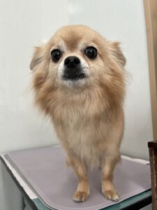 １月２７日のわんこたちの写真