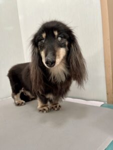 蓮(れん)くんのトリミング写真