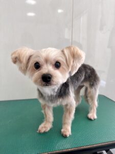 香夢(かなみ)ちゃんのトリミング写真