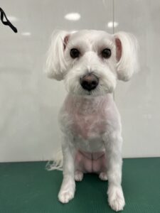 あいちゃんのトリミング写真