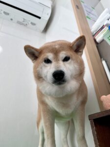 むぎちゃんのトリミング写真