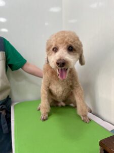 くりおくんのトリミング写真