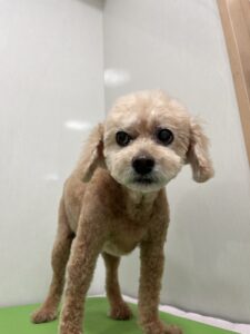 マークくんのトリミング写真