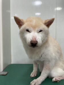 チロちゃんのトリミング写真