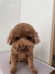 ごまみくんのトリミング写真