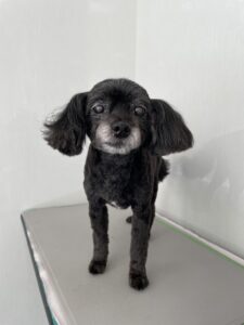 レオくんのトリミング写真