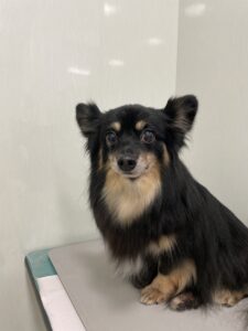 ハルちゃんのトリミング写真