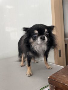 １月１２日のわんこたちの写真