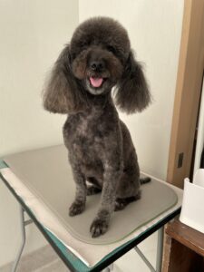 コタローくんのトリミング写真