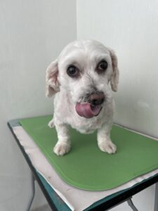 駿介(しゅんすけ)くんのトリミング写真