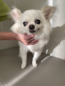 ナナちゃんのトリミング写真