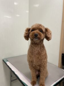 くうくんのトリミング写真