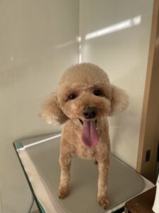 チョコンくんのトリミング写真