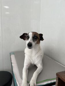 レオンくんのトリミング写真