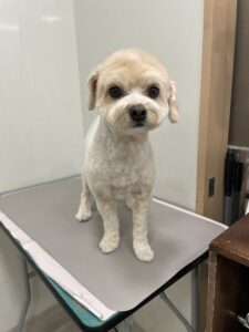 ベルちゃんのトリミング写真