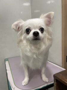 福(ふく)くんのトリミング写真