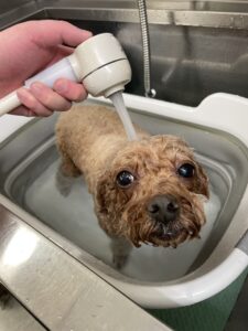 そらくんのトリミング写真