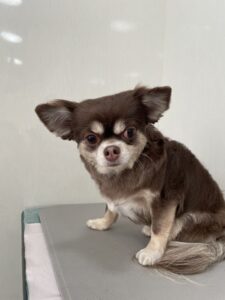 エルマちゃんのトリミング写真