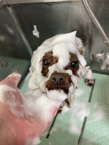 リオンくんのトリミング写真