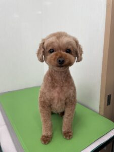 はるまちゃんのトリミング写真