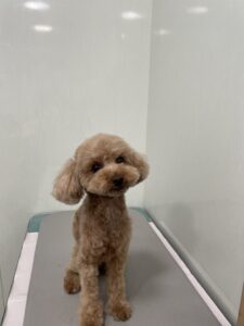 虎太郎(こたろう)くんのトリミング写真