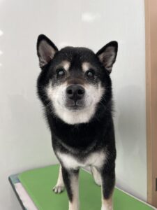 １月２３日のわんこたちの写真