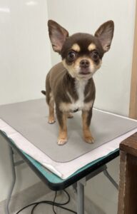 ニコちゃんのトリミング写真