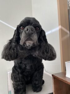 夢(むー)ちゃんのトリミング写真