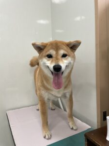 杏(あんず)ちゃんのトリミング写真