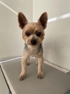 レオくんのトリミング写真