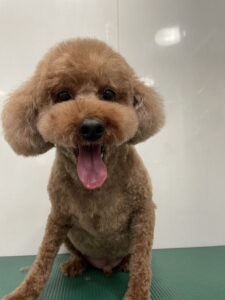 チョコくんのトリミング写真