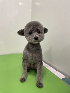 メイくんのトリミング写真